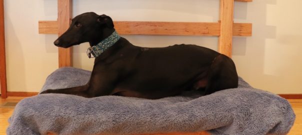Greyhound bed